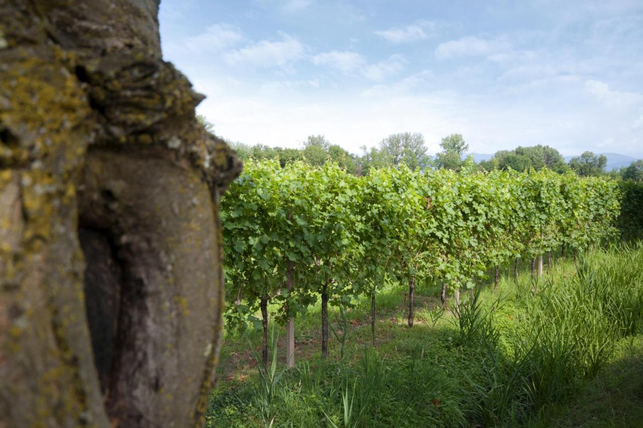 Alloggio Agrituristico Corte San Biagio Corno di Rosazzo Buitenkant foto